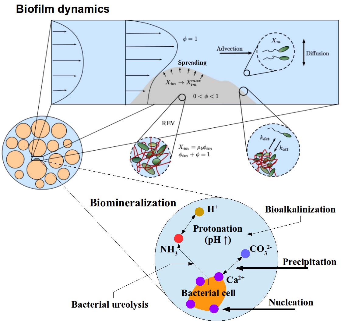 BioFilm